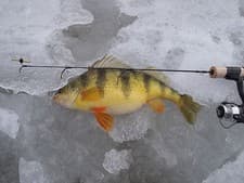 St. Croix Legend Black Ice Ice Rod